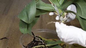 ПРОВЕРЕННАЯ РЕАНИМАЦИЯ ОРХИДЕИ БЕЗ КОРНЕЙ ? ДЕЙСТВУЙТЕ ЕСЛИ ОРХИДЕЯ БЕЗ КОРНЕЙ #2