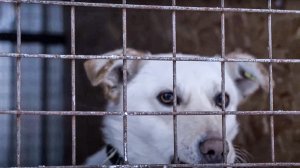 Как на Крайнем Севере решают проблему бездомных животных. Ямальские приюты | Полярные истории