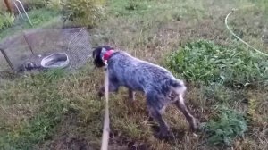 Натаска дратхара Герды по дикой утке. Отрабатываем стойку.