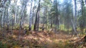 Подготовка к промыслу соболя Касая нашла очередного соболя!