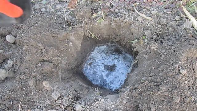 Ожина Карака Блек: як посадити смотреть онлайн