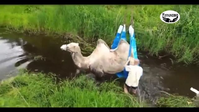 Спасение верблюда. 28.07.2020 смотреть онлайн