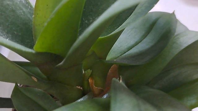 Ох уж эта орхидея Балм!Что сказать?УДИВИЛА так удивила!ВКЛЮЧАЕМ ЖДУНА.🌺 смотреть онлайн