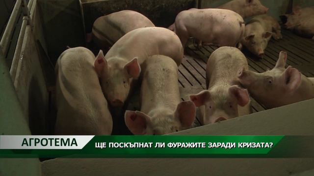 Агротема: Ще поскъпнат ли фуражите заради кризата?, автор: Камелия Карадочева смотреть онлайн