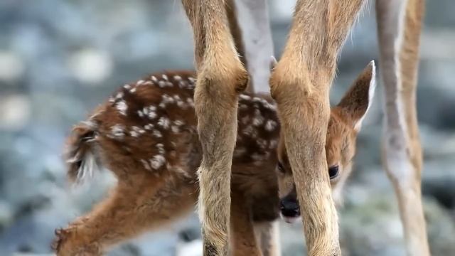 Этот олень бьёт рогами со СТРАШНОЙ силой! Благородный олень, самый ХИТРЫЙ и АГРЕССИВНЫЙ гигант леса смотреть онлайн