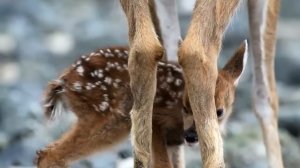 Этот олень бьёт рогами со СТРАШНОЙ силой! Благородный олень, самый ХИТРЫЙ и АГРЕССИВНЫЙ гигант леса