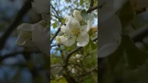 Русский север, песня Виктории Андреевой, вокал мой