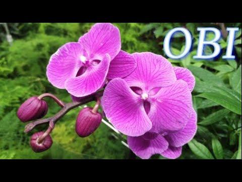 №585/ ОБЗОР, ОРХИДЕЙ и комнатных растений а OBI. Кактусы.