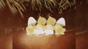М.П. Мусоргский. Картинки с выставки.
Автор видео: Уроки музыки в школе.