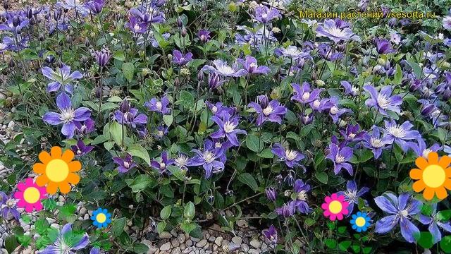 Клематис гибридный Арабелла. Краткий обзор, описание характеристик, где купить крупномеры, саженцы смотреть онлайн