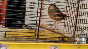 Соловей красношейка- Luscinia calliope