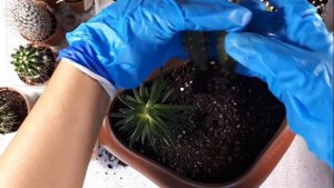 КОМПОЗИЦИЯ ИЗ КАКТУСОВ