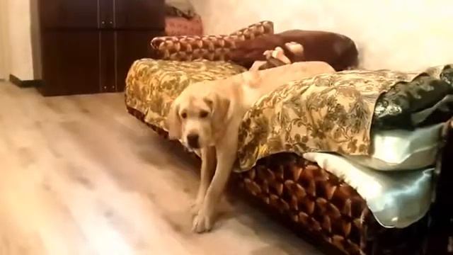 Очень ленивая собака)))))на работу#лентяй#приколы2017 смотреть онлайн