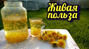 Чай из одуванчиков польза для здоровья и похудения