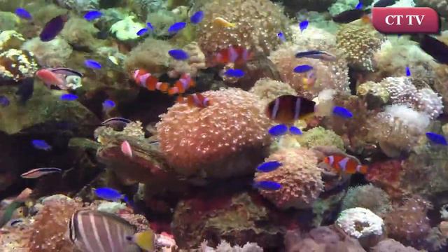 Cá Hề - Nemo смотреть онлайн