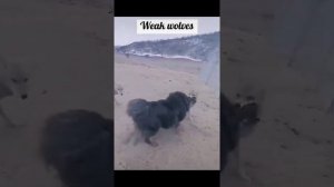 Wolf against dog, dog rebuffed awholepack of wolvesволк против собаки, собака дал отпор стаи волков