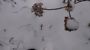 #ГОРТЕНЗИЯ#ОБРЕЗАЮ САНДЕЙ ФРАЙЗ