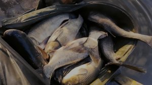 Ключ к толстолобу по холодной воде