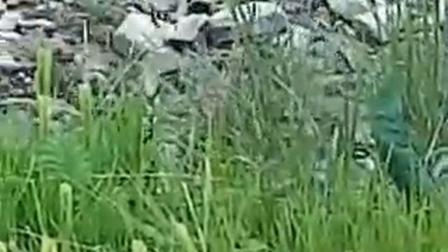 Ласка и собака смотреть онлайн