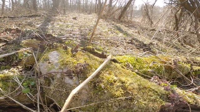 БЕЛЫЕ ГРИБЫ В ДЕРЕВНЕ У РЕКИ | РАБОТА НА УЧАСТКЕ //Planting mushrooms in the village by the river смотреть онлайн