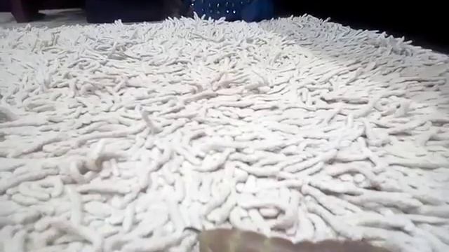 Гусеница липового бражника! Обновление! Новый жилец!