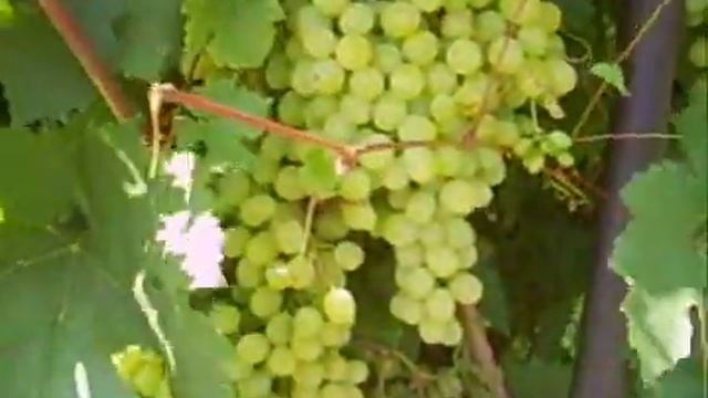 Виноградная косточка смотреть онлайн