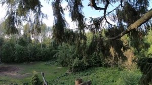 Охота на кабана с вышки
