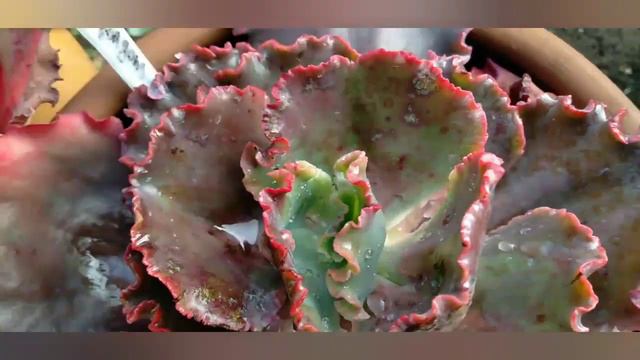 SUCULENTAS COM OÍDIO! SERÁ QUE CONSEGUI SALVAR? 😱 смотреть онлайн