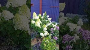 гортензия Полар Бер или Полярный Медведь, сентябрь,  Северо-запад