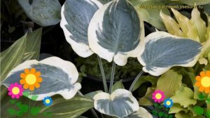 Хоста гибридная Орионс Белт. Краткий обзор, описание характеристик hosta hybridum Orion's Belt