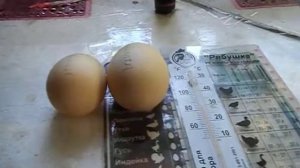 Инкубационное яйцо Китайской шелковой пуховой курицы Абориген (КША)