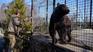 УНИКАЛЬНО   !!! ТРЕХ МЕДВЕЖАТ  и маму медведицу  пересаживают в большой вольер.Тайган .Крым