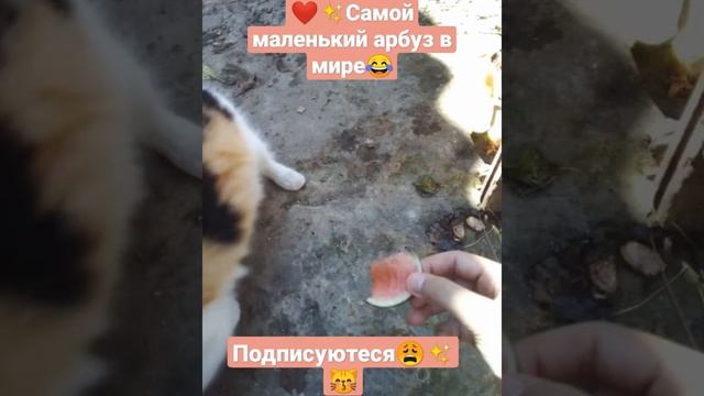 самой маленький арбуз в мире?❤✨