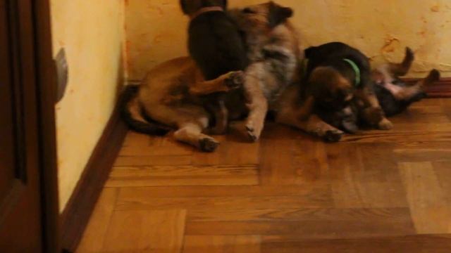 Щенки бордер терьера. смотреть онлайн