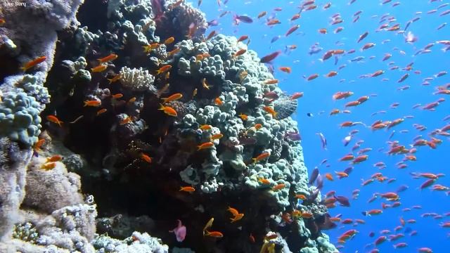 Расслабляющая музыка для снятия стресса, тревоги и депрессии ? Исцеление разума, тела и души #23 смотреть онлайн