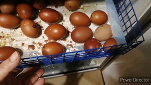 вывод в инкубаторе Рэмил 270. Считаем цыплят)