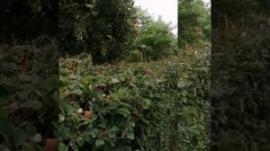 Живая изгородь