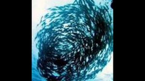 Каким образом стая рыб внезапно меняет направление движения