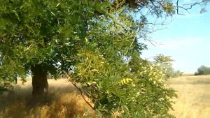 Софора японская,состояние цветущих деревьев на вторую половину августа.