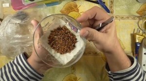 Семена Радужной Розы из Китая. Как прорастить семена