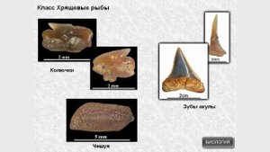 Класс Хрящевые рыбы