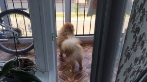 Мороз-воевода дозором обходит владенья свои...