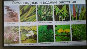 7 класс. Биология. Дикорастущие растения