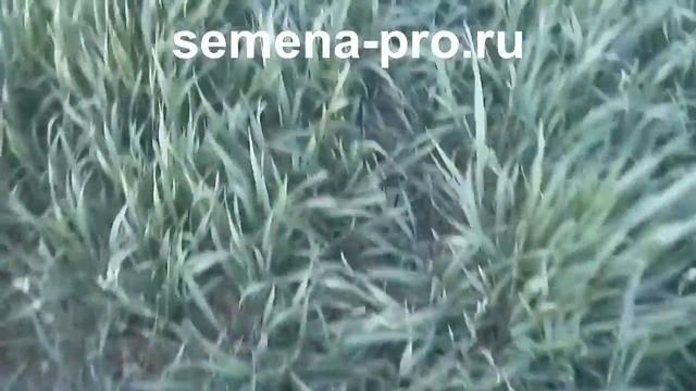 Канадская пшеница-двуручка. Продолжение.