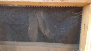 Собака ротвейлер, после двойной операции ?