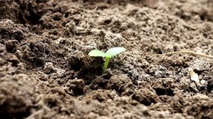 КАК ВЫБРАТЬ СЕМЕНА ОГУРЦОВ ДЛЯ ВАШЕГО ОГОРОДА