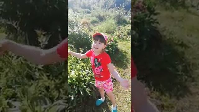 Песня Ромашка