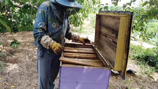 Расширения пчелиного гнезда ИСКУСТВЕННОЙ ВОЩИНОЙ, Пчеловодство смотреть онлайн