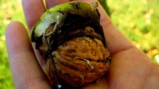 Как отмыть руки от грецкого ореха зеленого? Чем отмыть руки от грецких орехов смотреть онлайн