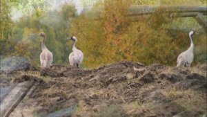 Журавли улетают на юг